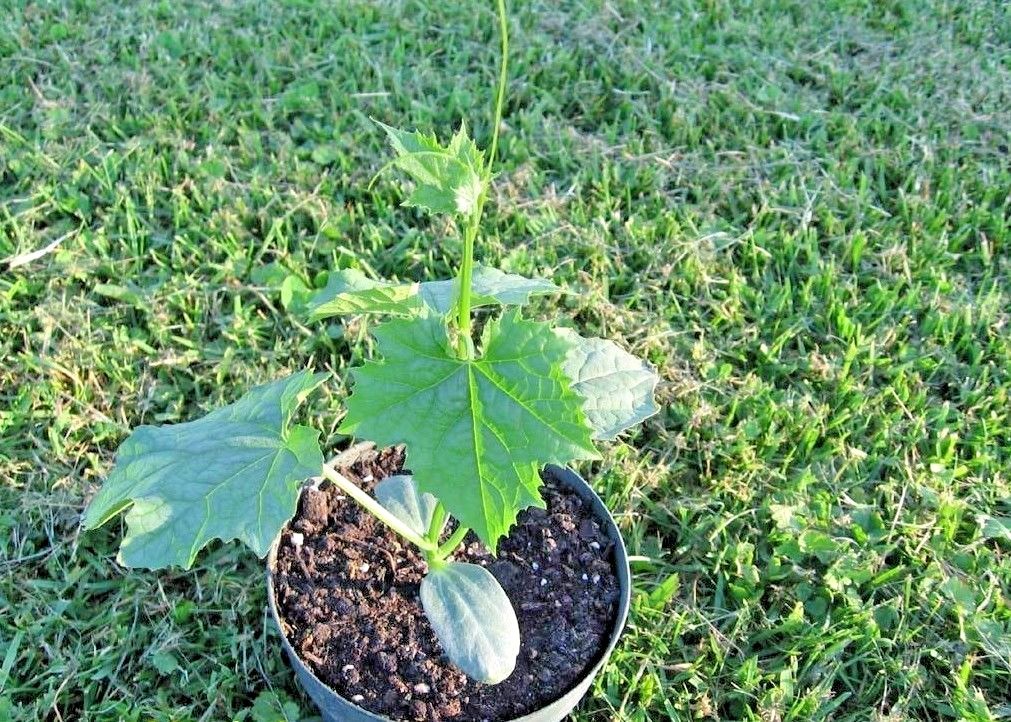 30+LUFFA SPONGE GOURD Seeds Loofah Loofa Lofa Heirloom Vine Garden Container