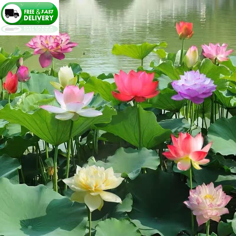 35+ Lotus Seeds Mixed Bowl Non-GMO Water Lily Flower Aquatic Pond Planting