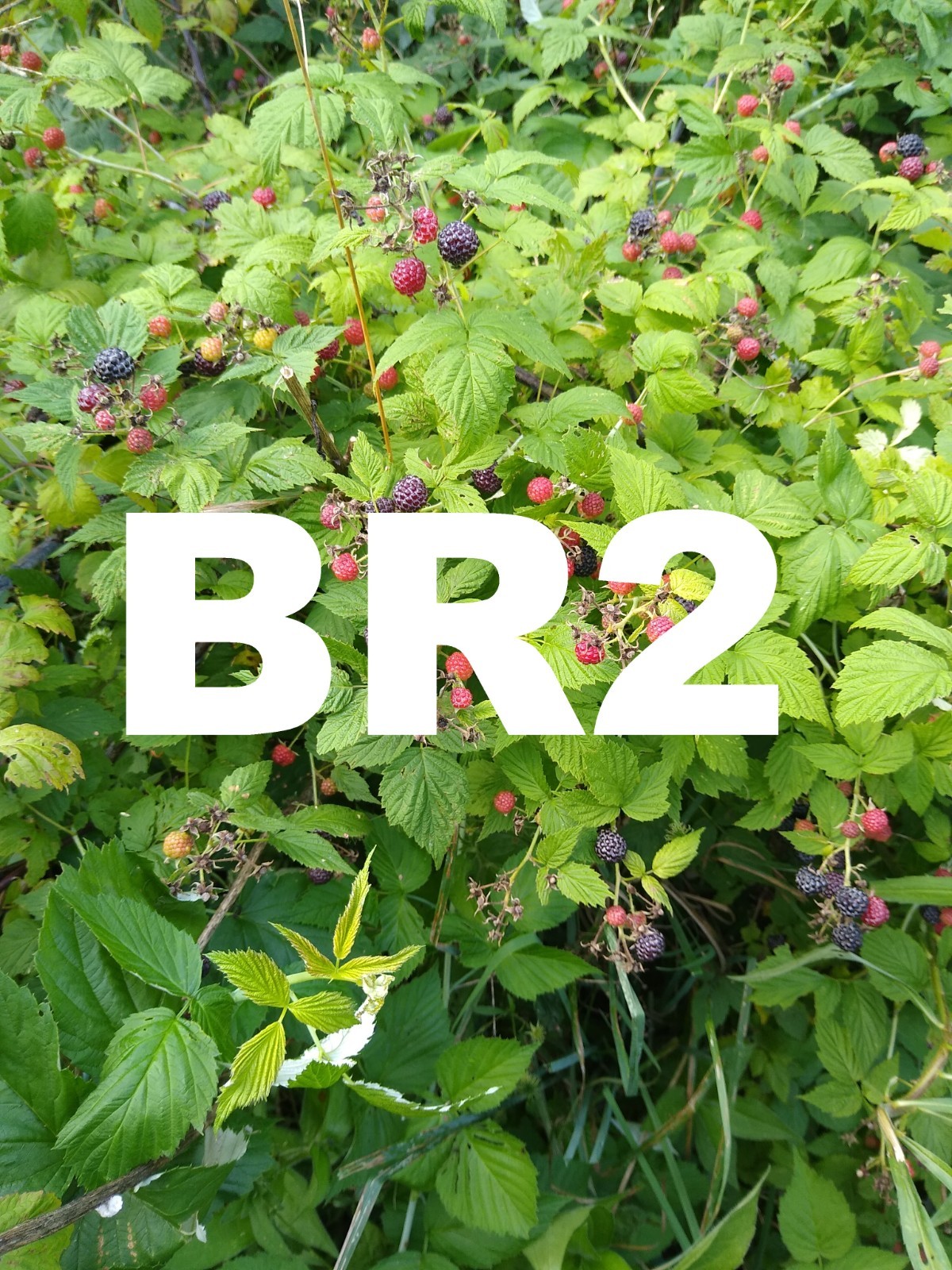 ORGANIC BLACK RASPBERRY (Version #2), Bigger Berries, Fresh seed, Made in USA