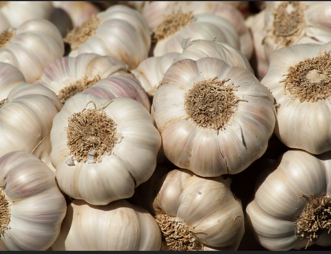 Organic Grown Garlic 3 BULBS