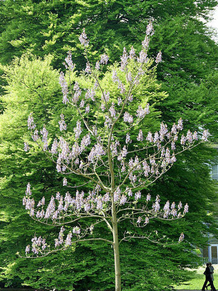 Paulownia tomentosa | Empress or Princess Tree | 50 Seeds