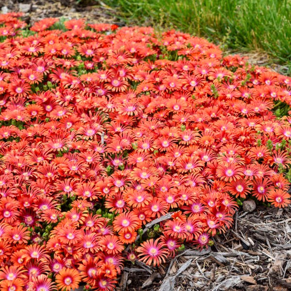 2000+ ICE PLANT SEEDS NON – GMO FRESH FOR GARDENS