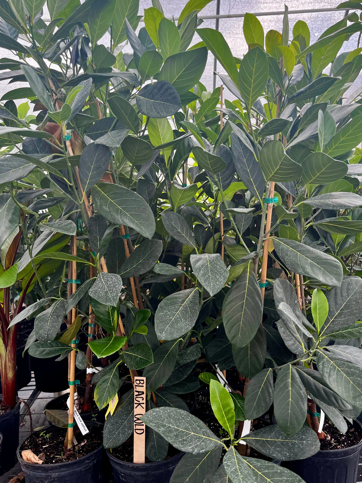 Jackfruit ‘Black Gold’ (Artocarpus heterophyllus)