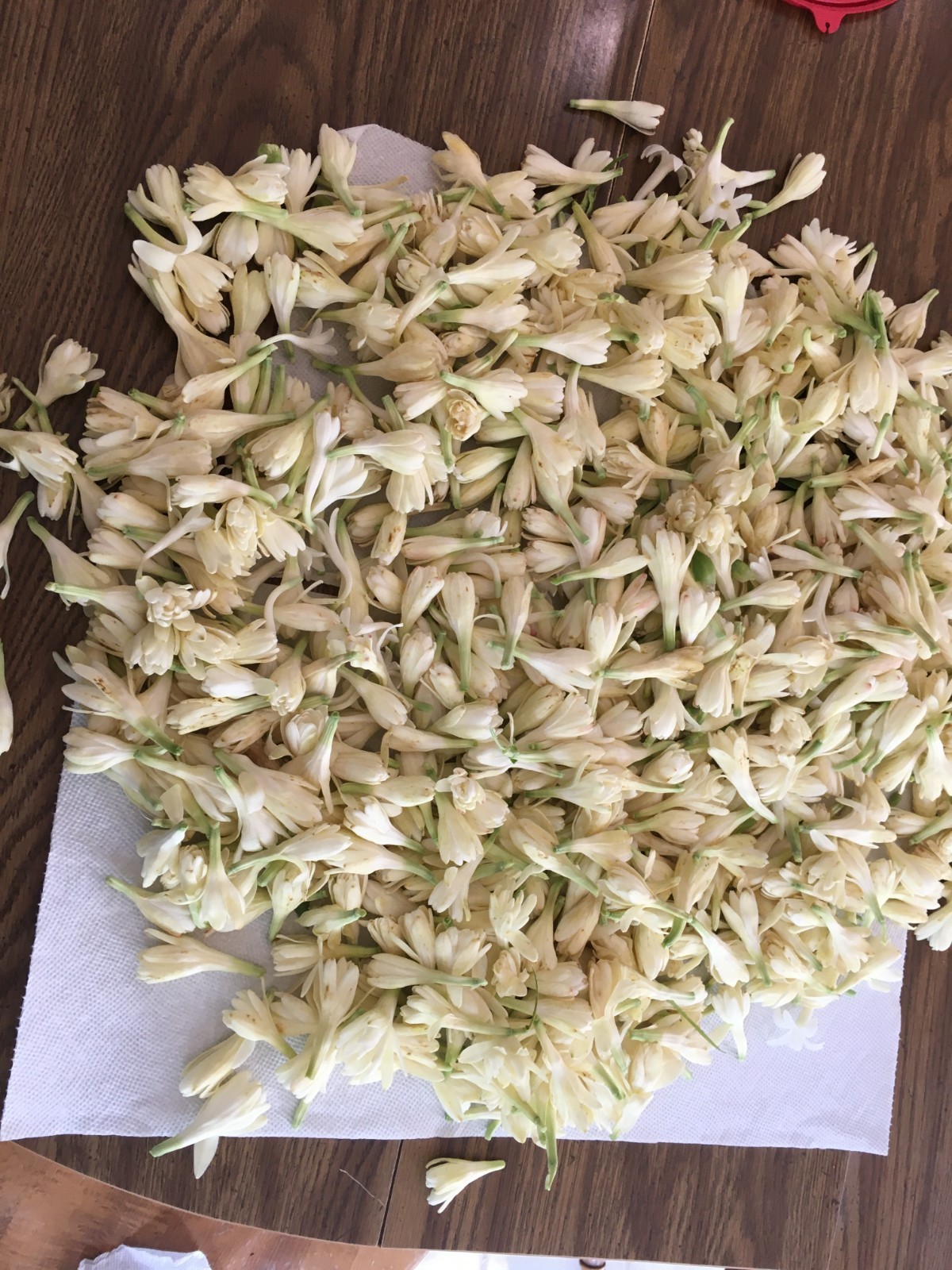 DOUBLE Tuberose – white fragrant flowers – 4 blooming size bulbs various sizes
