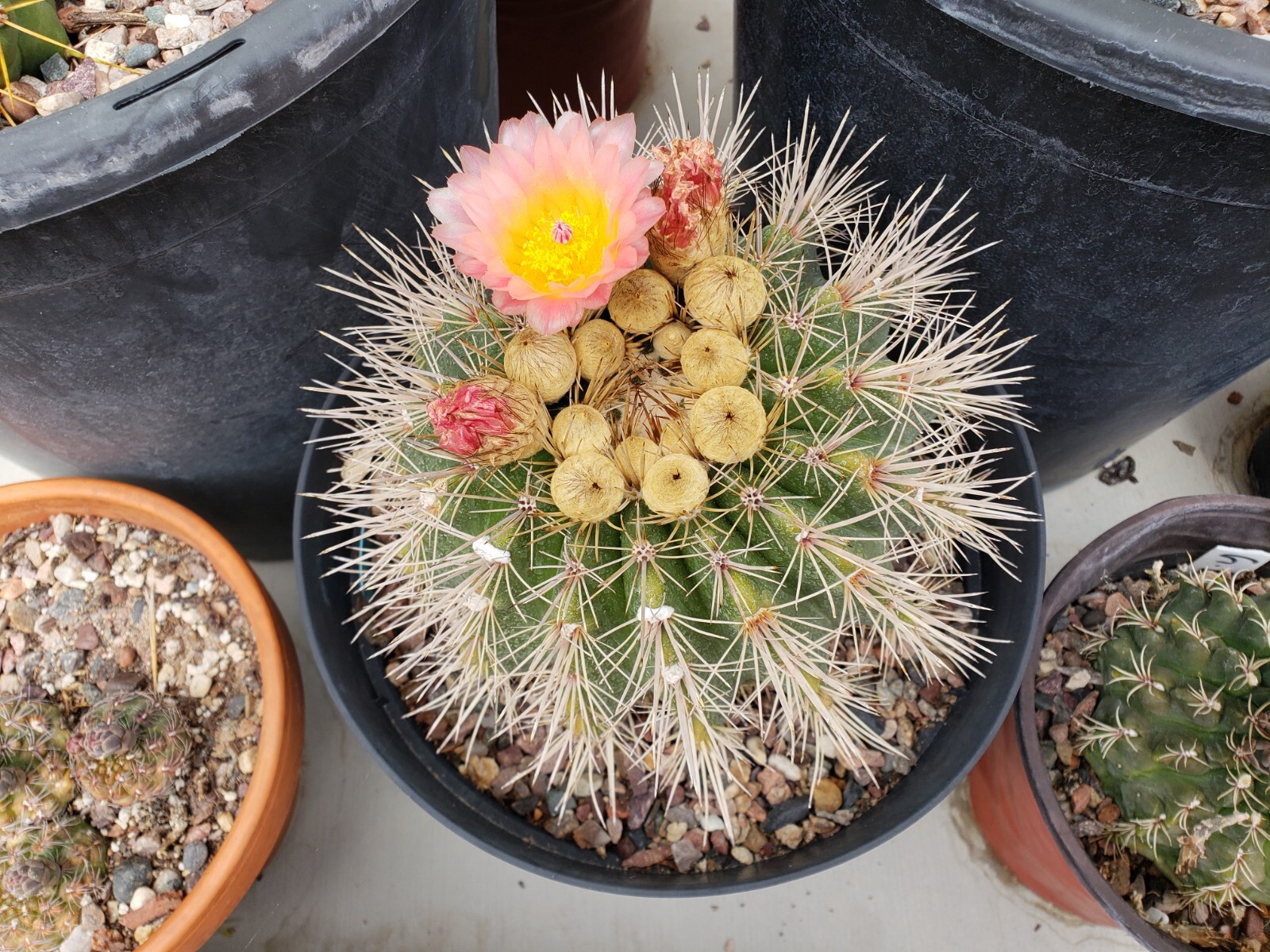 Notocactus roseoluteus seeds 50x Seeds