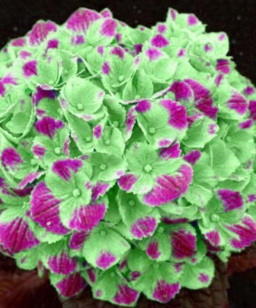 20 EXOTIC RARE HYDRANGEA SEEDS for garden bloom flower bed plant bush USA SELLER