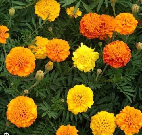 French Marigold Mix – NON-GMO – Free Shipping