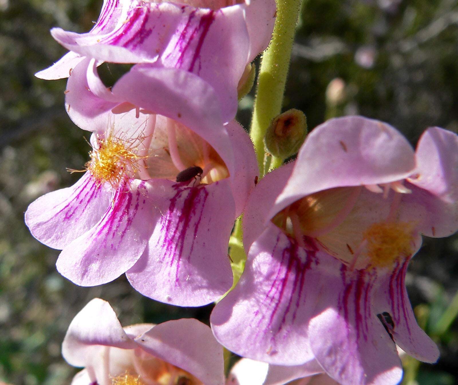 300 PALMERS PENSTEMON (Beardtongue / Balloon Flower) Penstemon Palmeri Flower Se