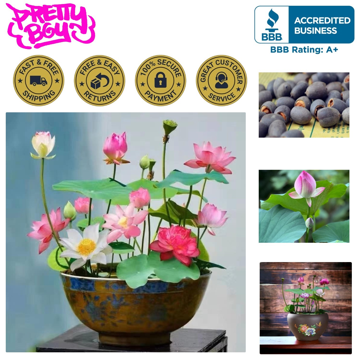 Indoor/Outdoor Bonsai Lotus Seeds – 10pcs Blooming Pink, Red, & Green Beauties
