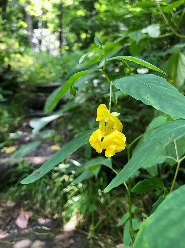 Impatiens pallida | Yellow Jewelweed | 10 Seeds