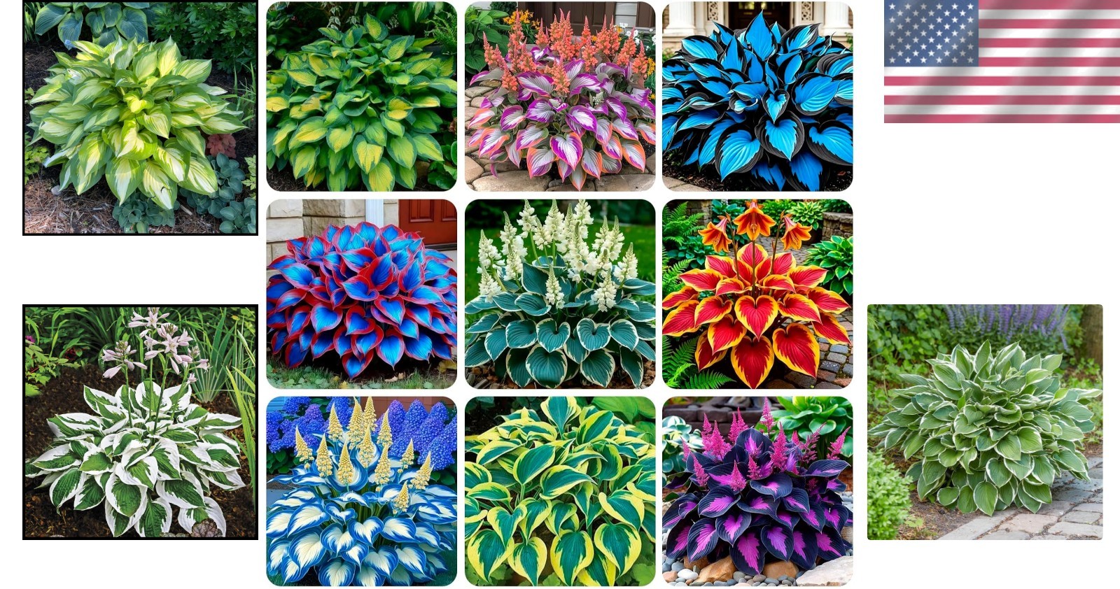 Fragrant Heirloom Giant Hosta Seeds – 290+ Count for Indoor/Outdoor Gardens