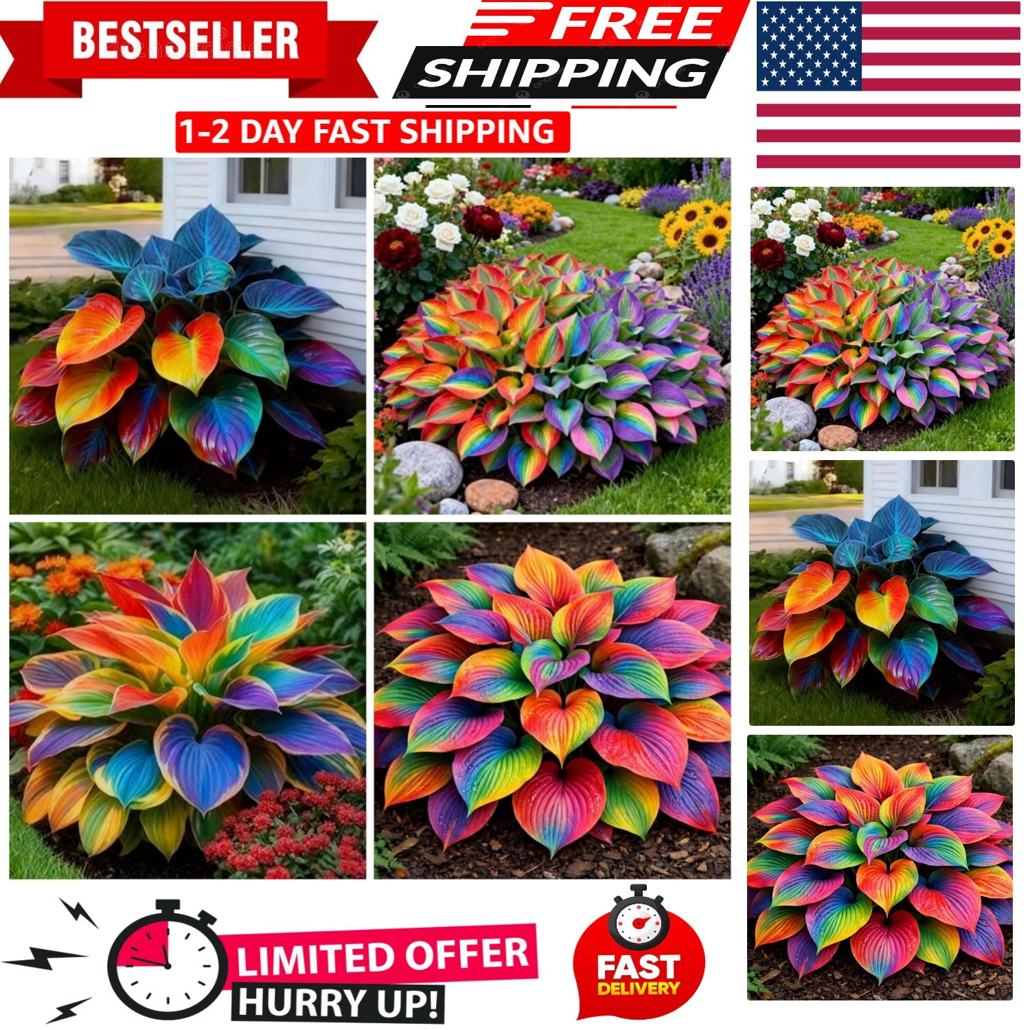 Colorful & Low Maintenance 285+ Hosta Seeds – Perfect for Containers and Gardens