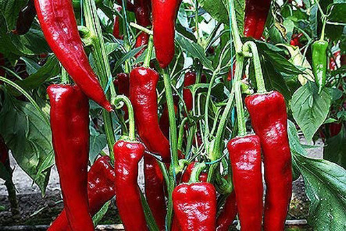 Salkim Biber Turkish Turkey Chile Hot Pepper Premium Seed Packet