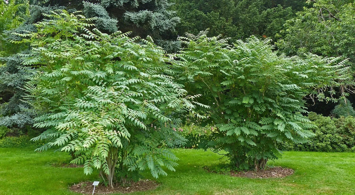 BLUE SAUSAGE FRUIT TREE SEEDS Edible & Ornamental Shrub Decaisnea fargesii Hardy