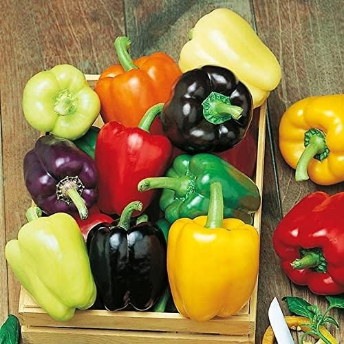 240+ RAINBOW BELL PEPPER SEED MIX – Colorful Mix – 7 Different Strains — FRESH