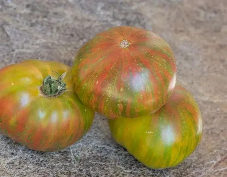 10 seeds Dwarf Peppermint Stripes Tomato ORGANIC Rare DTP