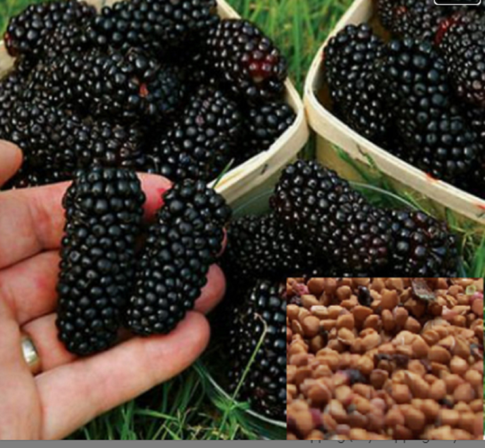 RARE JUMBO MULBERRY sweet Fruit 20 SEEDS (no plant )- Combined Shipping ( USA )