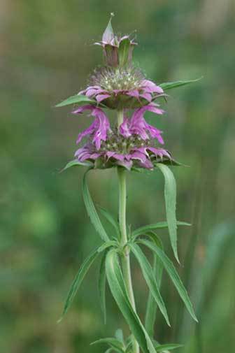 Monarda citriodora | Lemon Bee Balm | Purple Horsemint | 100_Seeds