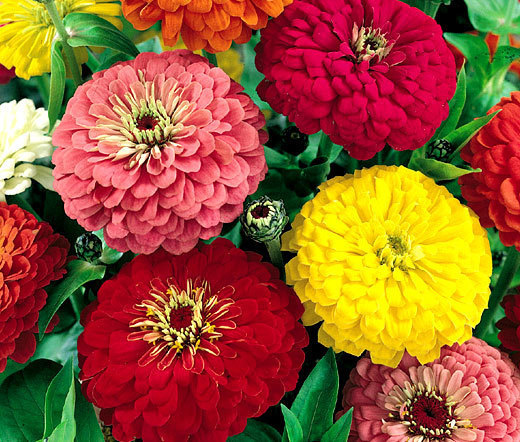 ZINNIA DAHLIA MIXED COLORS Zinnia Elegans – 5,000 Bulk Seeds