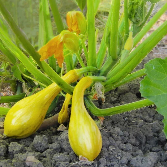 15+ seeds, Squash – Early Summer Crookneek , Open pollinated,Heirloom, Non-GMO