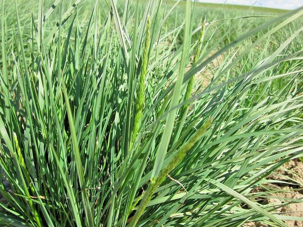 501+PRAIRIE JUNE GRASS Seeds Native Ornamental Drought Heat Cold Container Easy