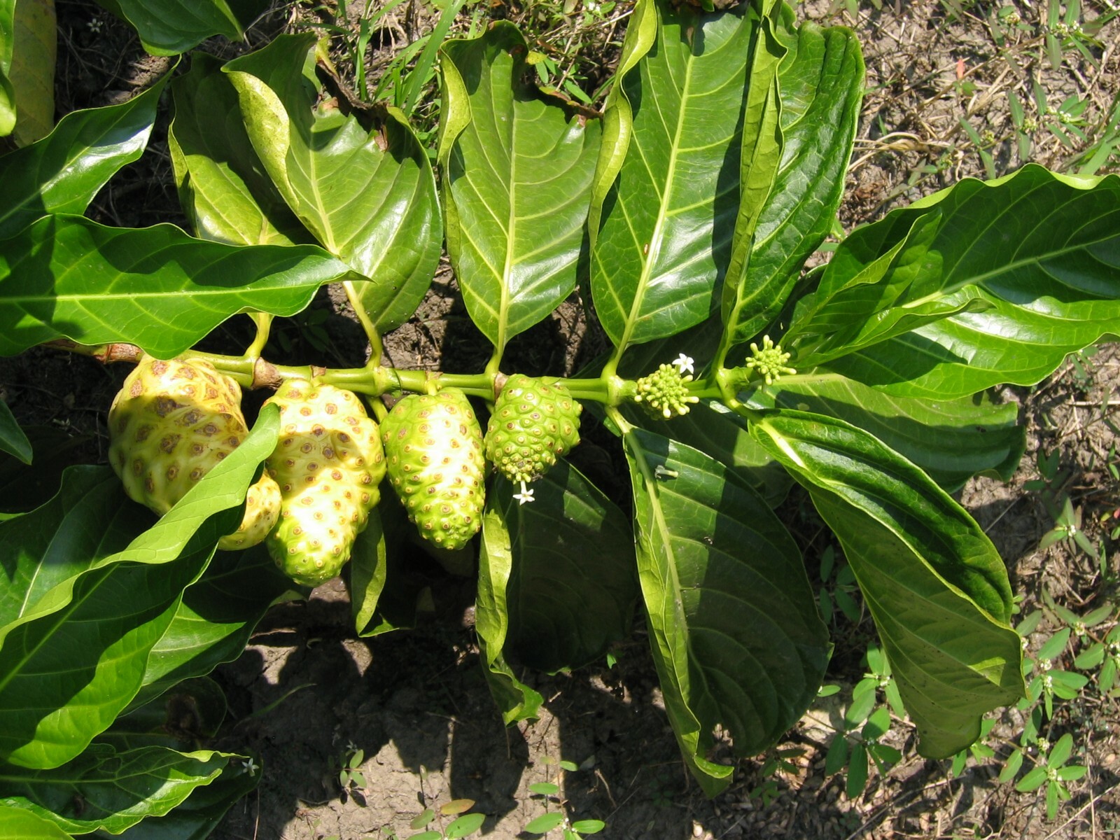 Morinda citrifolia INDIA MULBERRY TREE Seeds!