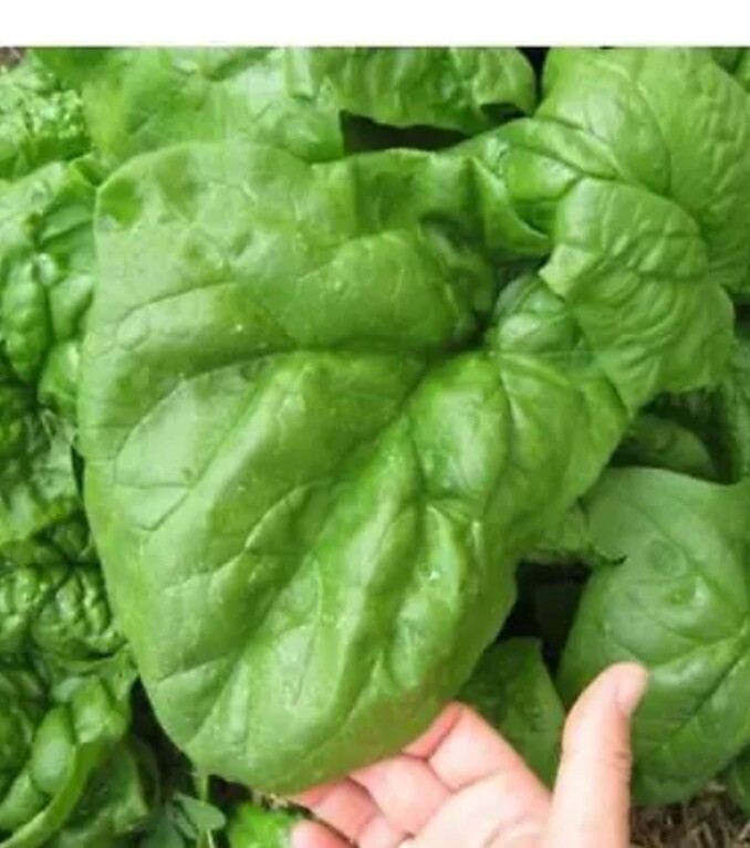 🔆🔆1200+ GIANT NOBLE SPINACH SEEDS NON – GMO LONG STANDING SPINACH VARIETY 🔆