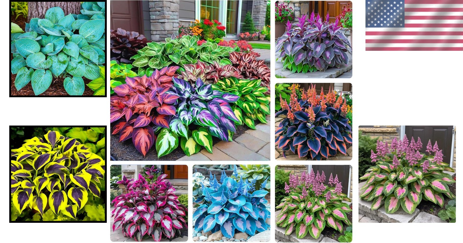 330 Hosta Seeds – Create Stunning Shade Gardens with Low Maintenance