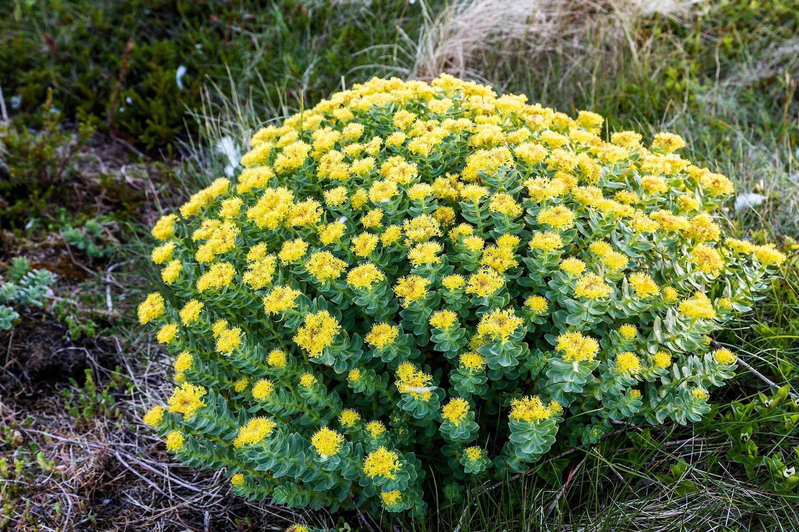 25 ROSEROOT STONECROP Golden Rose Root Sedum Rhodiola Rosea Yellow Flower Seeds