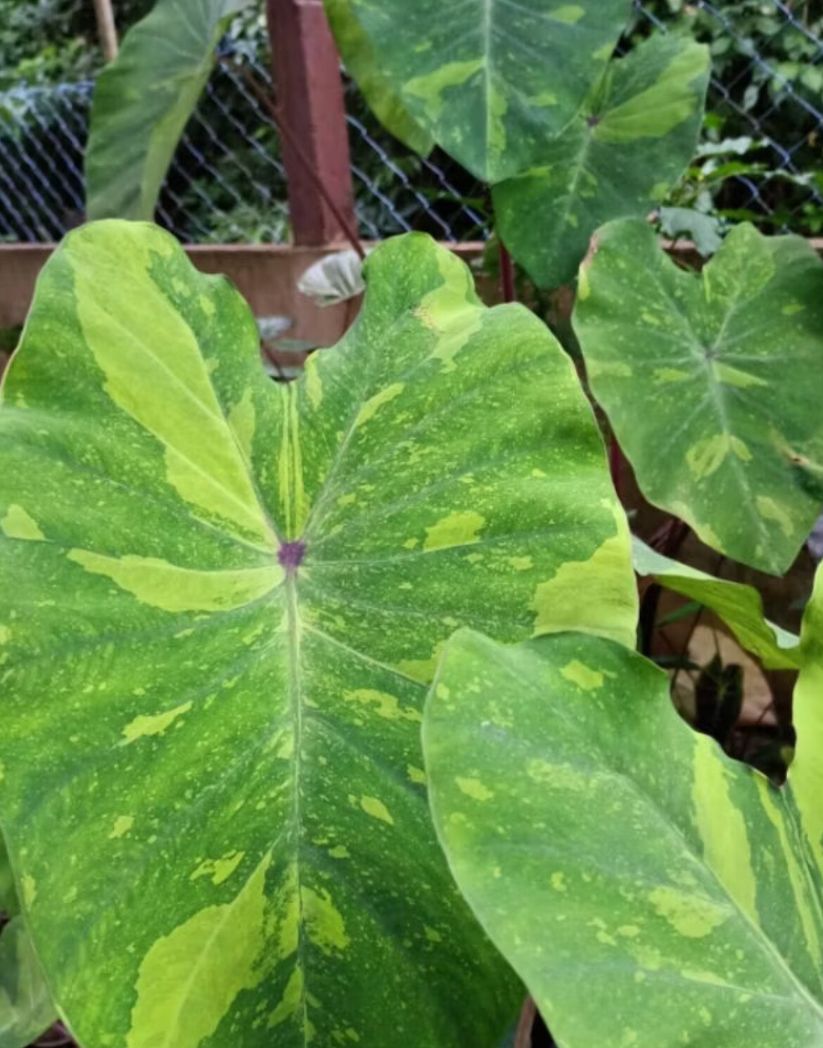 AUTHENTIC Colocasia Lime Geco 1 bulbs