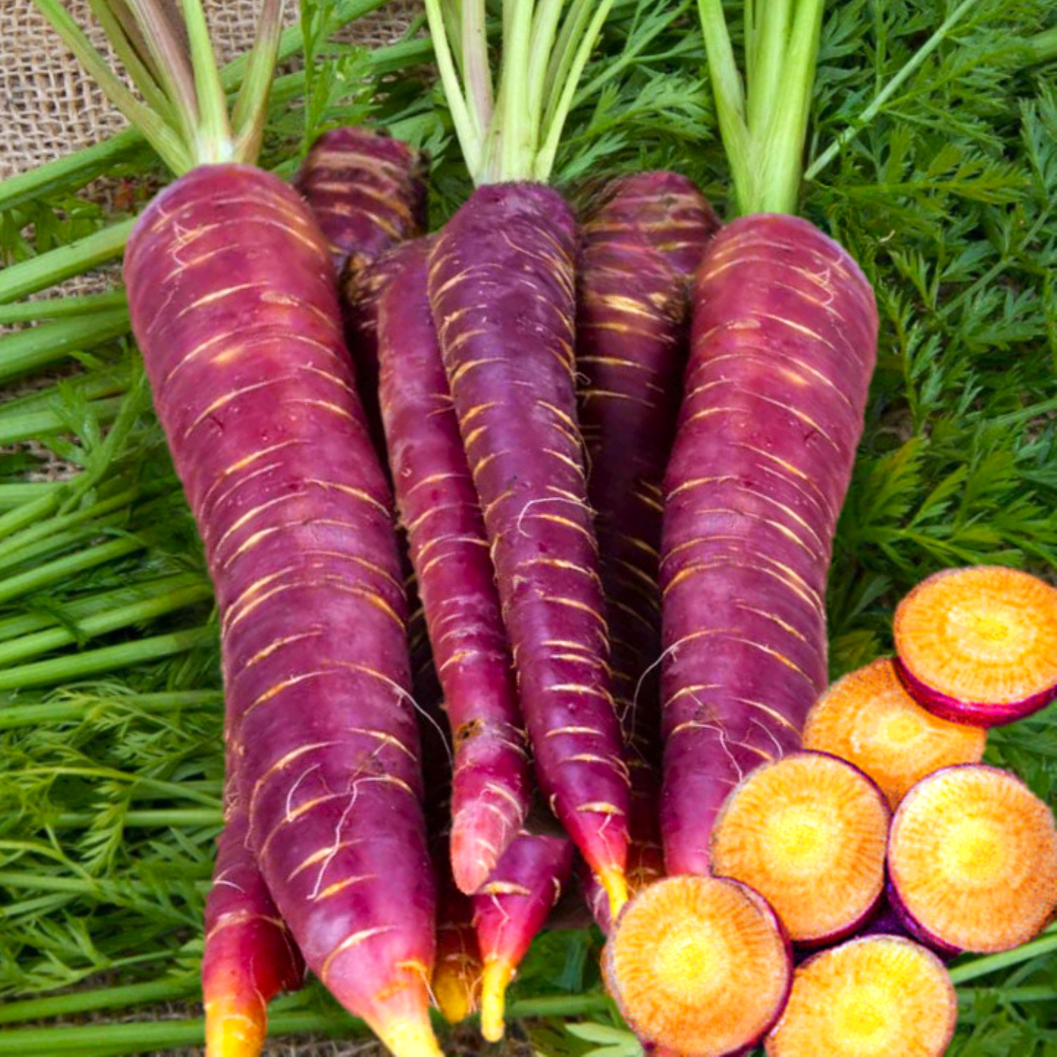 Purple Dragon Carrot Seeds | Cosmic Orange Yellow Core Red Skin Stars Seed 2024