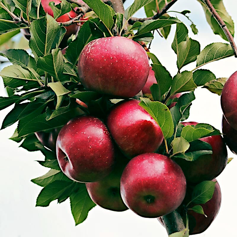 Paradise Apple Tree Seeds (Malus p.) “Red Delicious” Hardy-3 Garden Fruit Plant