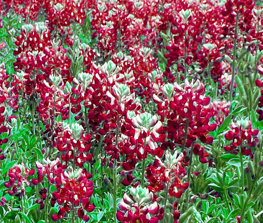 MAROON RED TEXAS BLUEBONNET Lupinus Texensis – 250 Bulk Seeds