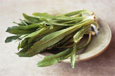 Culantro Seeds |Mexican Coriander Asian Ngò Gai Recao Shadow Beni Seed 2024