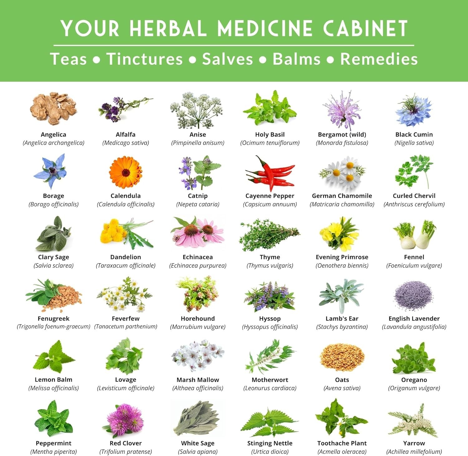Ultimate Medicinal Herbs Collection – 36 Variety Pack of Herb Seeds for Growi…
