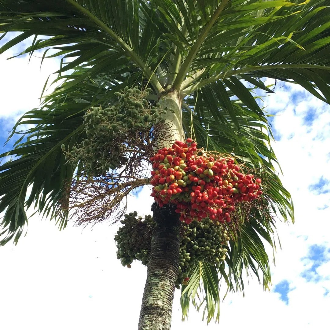 Adonidia merrillii | Christmas Palm | 5_Seeds