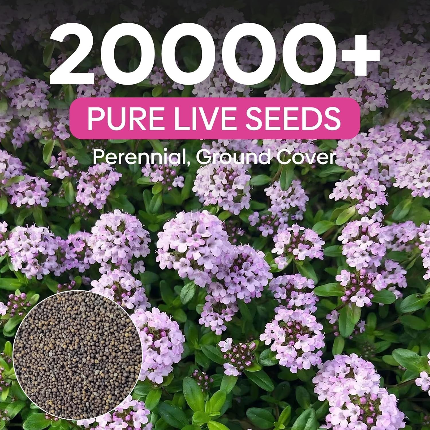 High-Germination Rate Creeping Thyme Seeds – 20000+ Fragrant Plants for Gardens