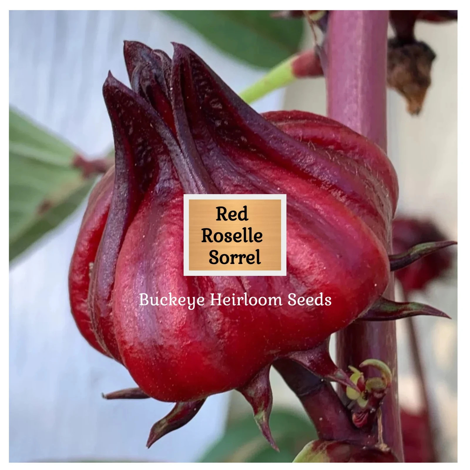 Red Roselle Sorrel | Asian Sour Leaf | 20 Seeds | Hibiscus sabdariffa
