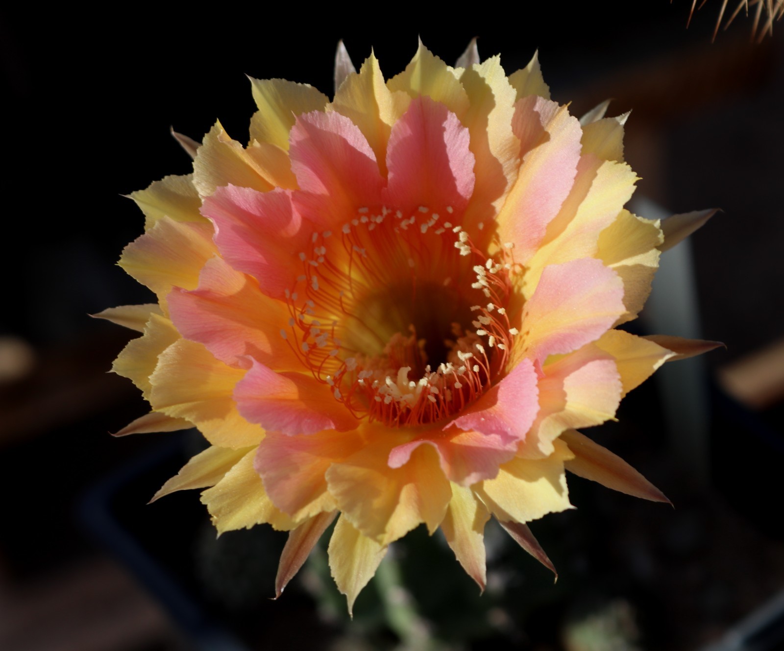 Echinopsis hybrid ‘Utopian Dream’