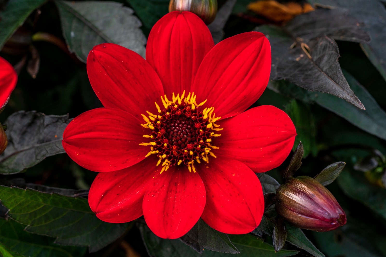 red dahlia with black leaves 75 seeds easy to grow from seeds