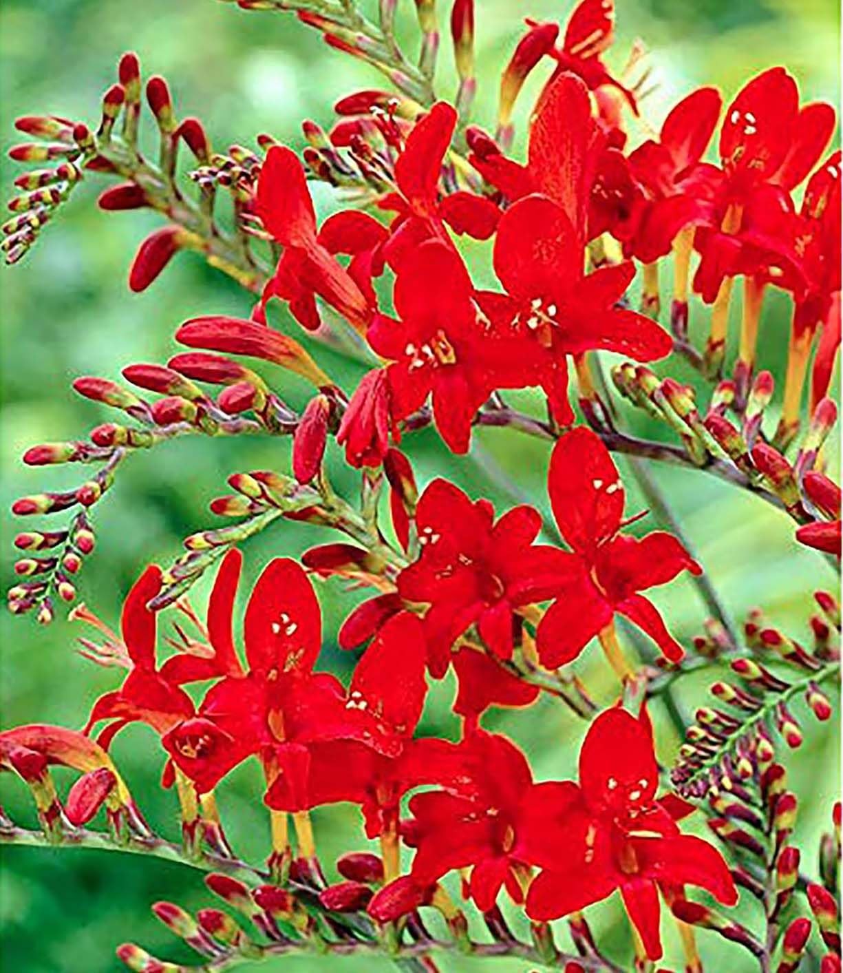 5 Orange Lucifer Crocosmia Blubs – Grows 30-48″ Tall.