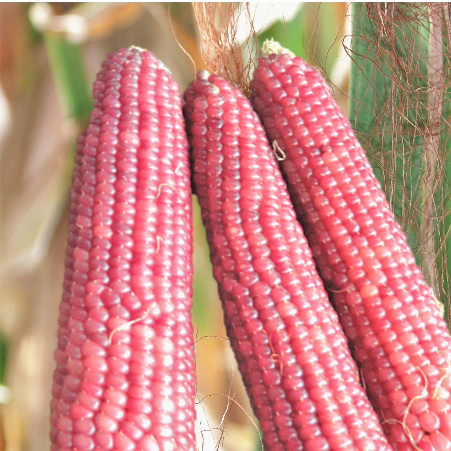 Pink Glass Gem Ornamental Corn Seeds | Neon Early Pink Pearl Popcorn Seed 2024
