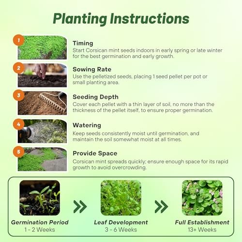 Mentha Corsican Mini Mint Seeds for Planting – 50 Pcs Pellets 50 Pellets