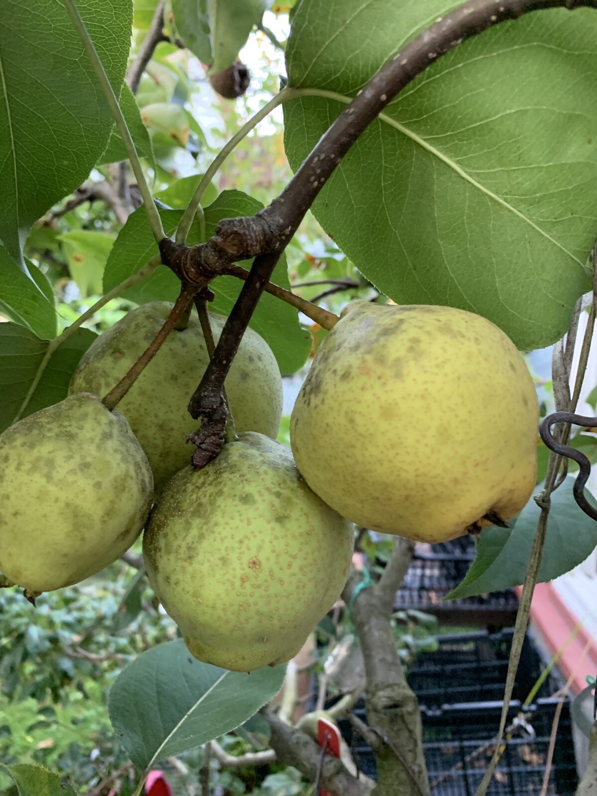 2-3 ft tall Shin Li Asian hybrid pear tree, grafted plant 2 year old