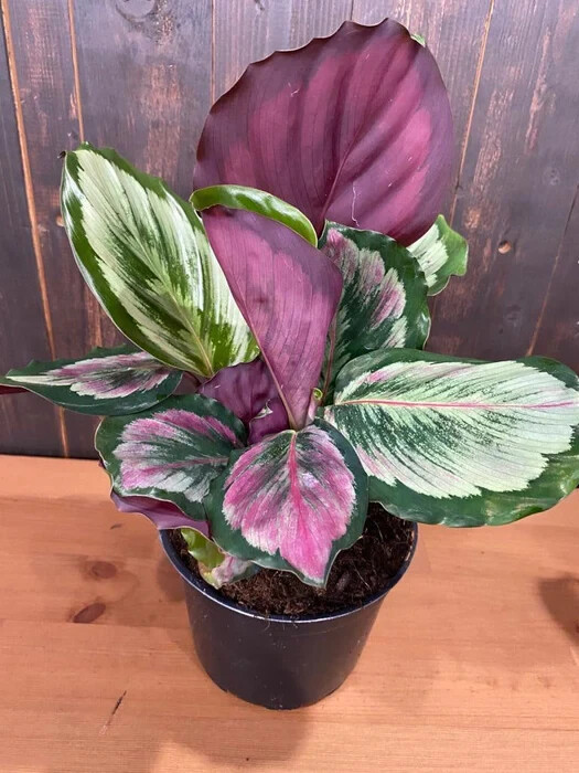 25+ Eclipse Calathea Seeds for Garden Planting – USA – FREE SHIPPING!