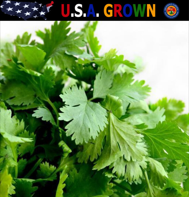 1oz CILANTRO Seeds CORIANDER Heirloom Herb Culinary (Approx 5000 Seeds)