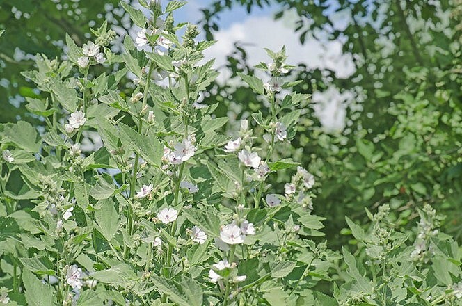 Marshmallow Plant Seeds- Althea – 20 Heirloom Seeds- Multi Use Plant