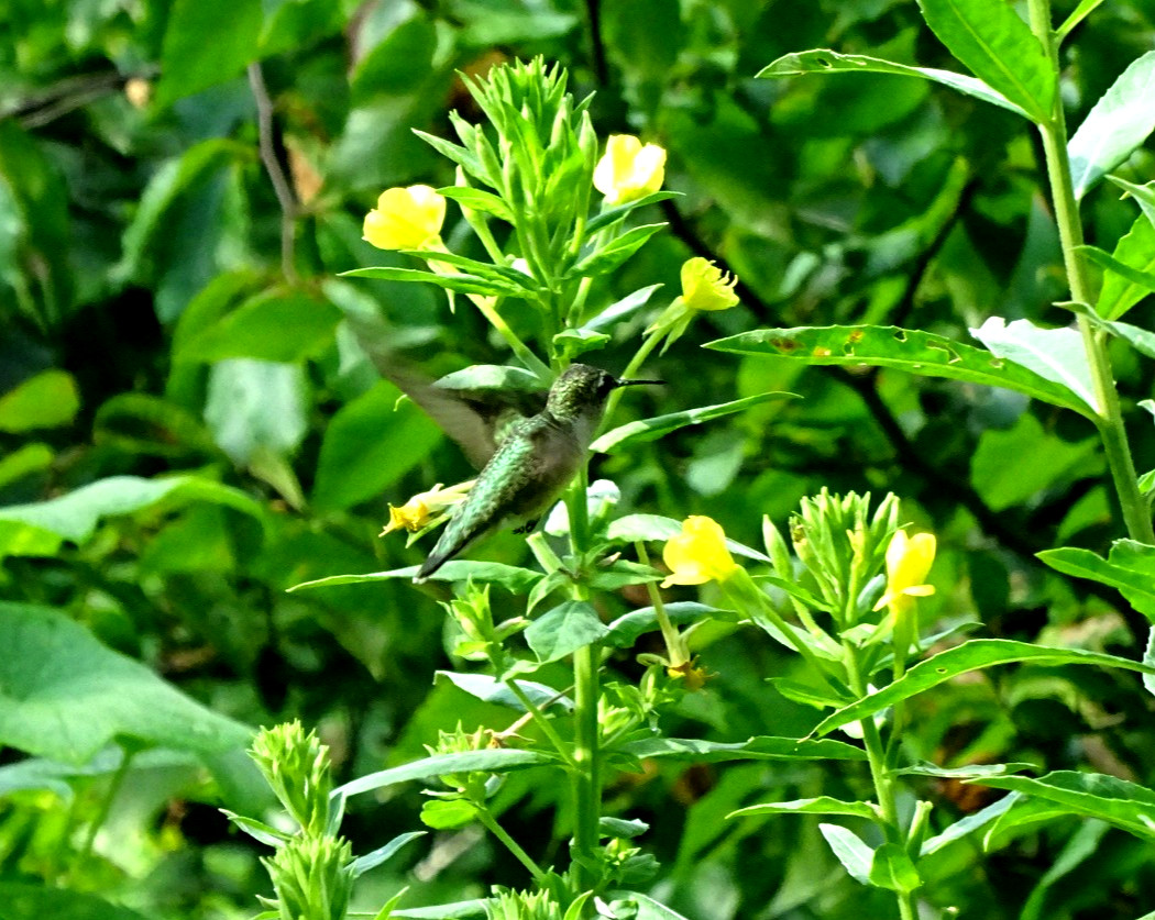Oenothera biennis primros Native Wildflower 100seeds from 2025 Birds Bees Edible