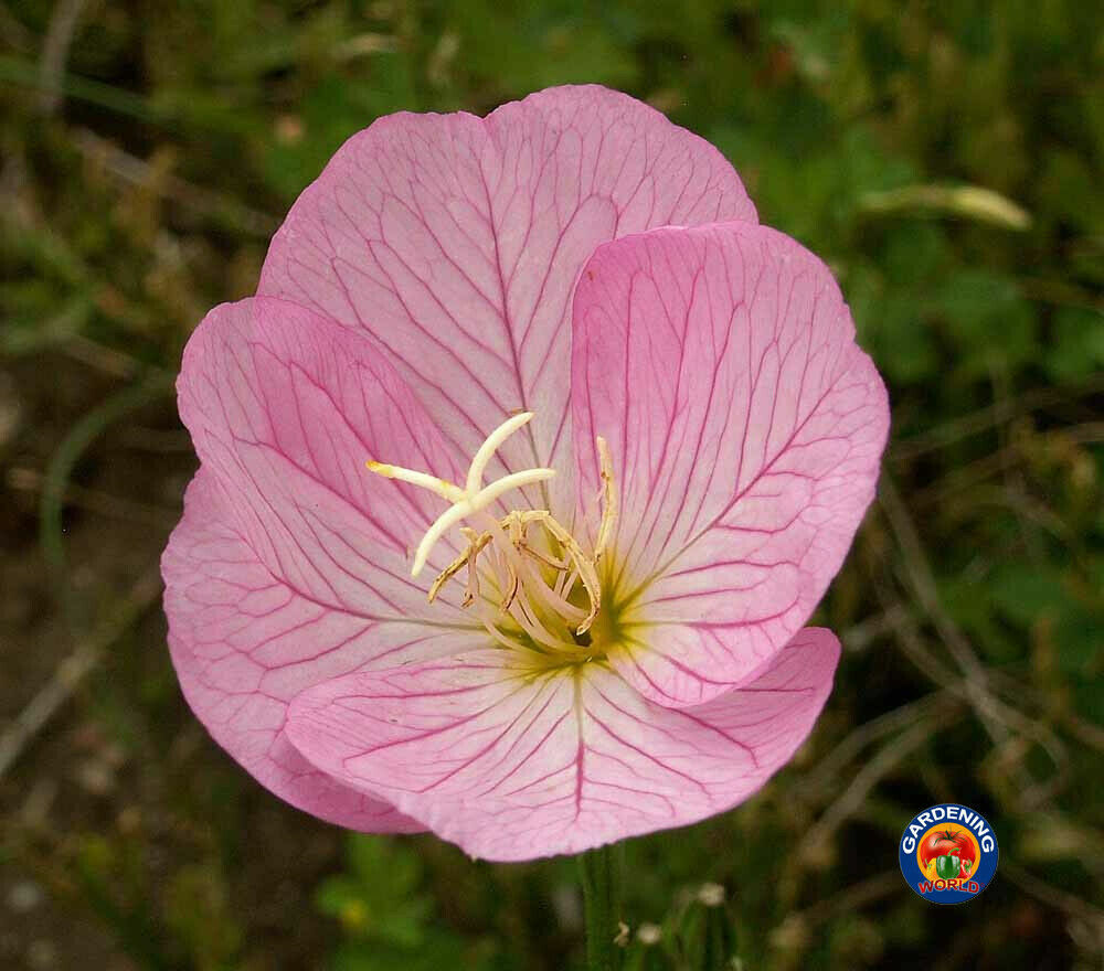 Evening Primrose Pink Ladies Flower Seeds Speciosa (1000 to 100,000 SEEDS)