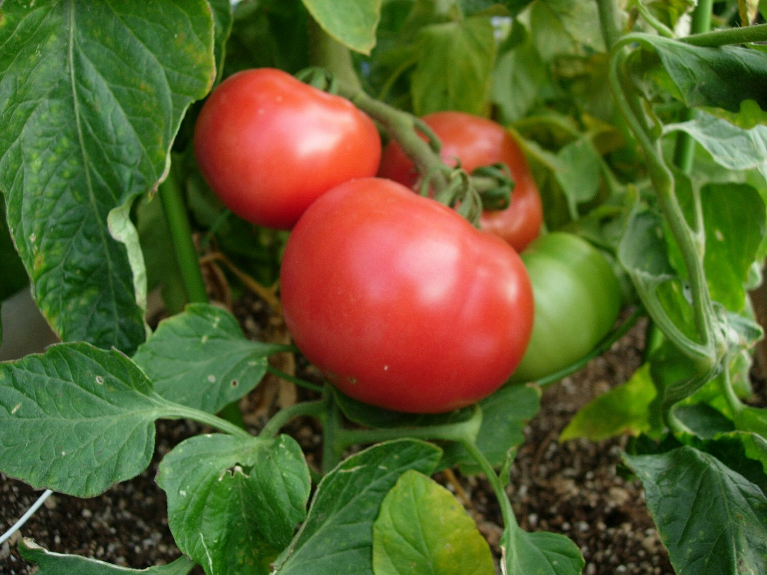 Beefsteak Tomato Seeds | Heirloom | Non-GMO | USA Garden, Seeds Free Shipping